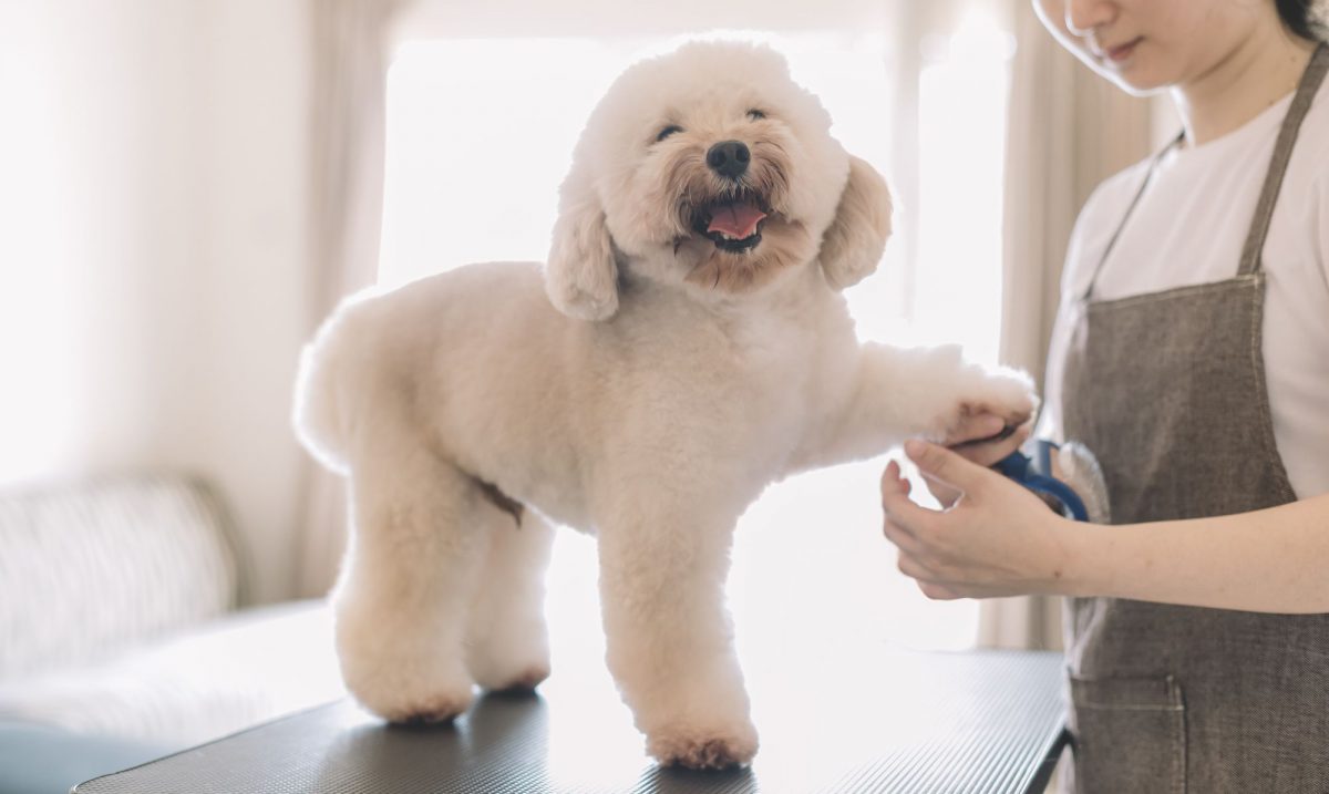 Top services for pet grooming mobile Miami