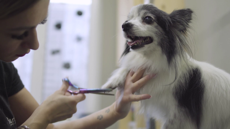 mobile pet grooming coral springs