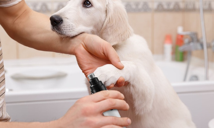 Enhance The Look And Health Of Your Pet Through The Pembroke Pines Grooming Treatment